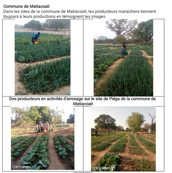 RÉSILIENCE DES COMMUNAUTES BENEFICIAIRE DU PROJET PAD-AGR DANS LA PRODUCTION MARAICHERE DANS UN CONTEXTE SECURITAIRE DELETRE